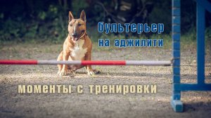 Аджилити. Очередная тренировка миниатюрного бультерьера.