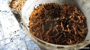 Новый корм для червей! Продолжение и итог!