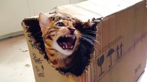 ДИКИЕ и СМЕШНЫЕ КОШКИ | ЛУЧШИЕ ПРИКОЛЫ ПРО ЖИВОТНЫХ