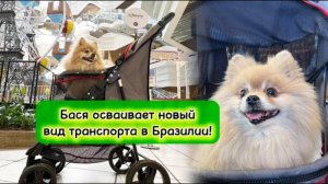Бася осваивает новый вид транспорта в Бразилии!