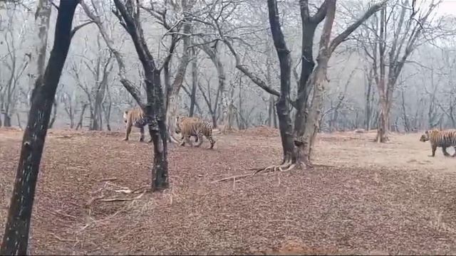 ridhi tigeress with cubs #wildlife #swm #ranthambhore #safari #highlights #update #live #reels #swm