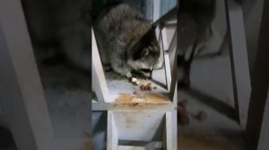 Енот Илюша #ямыилюша #помощьбездомнымживотным #raccoon #анапа #море #енотики