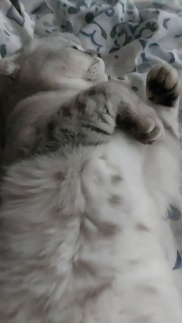 #котикиправятмиром #шерри #мимишность #прикол #шортс #cats #котики #милота #youtubeshorts #a4
