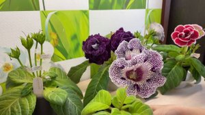 Высаживаю клубни глоксиний и опыление ГЛОКСИНИИ.