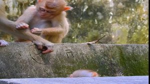 Мама Обезьяна Луна Радужная обезьяна Люси Малышка Обезьянка с косичками | Monkey Rainbow