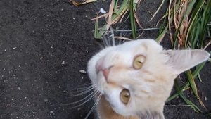 Кот Лёлик и его друг