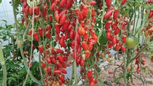 СУПЕР-ТОМАТ