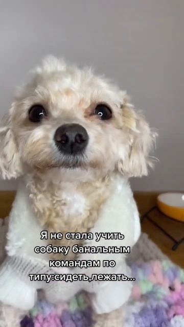 Первая команда для собаки/#toys#poodles #toypoodle #dashalucky