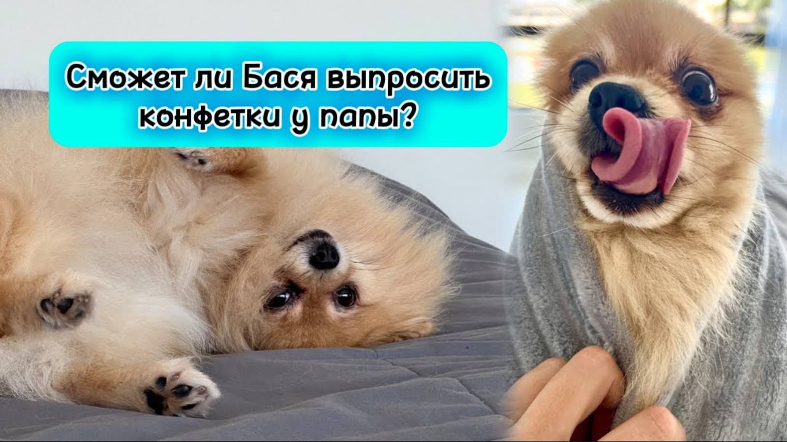 Сможет ли Бася выпросить конфетки у папы?