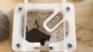 Odontoponera transversa - опыт содержания