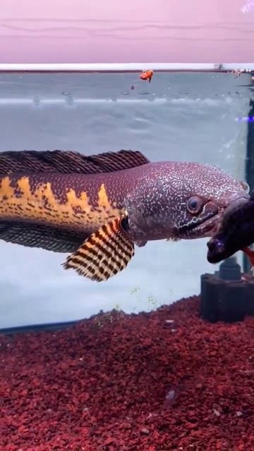 Auranti Terjumbohh😯😯.    #shorts #chana #shortvideo #viral #video #channa #short #auranti #snakehea