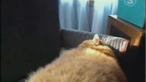 Самый толстый кот в мире