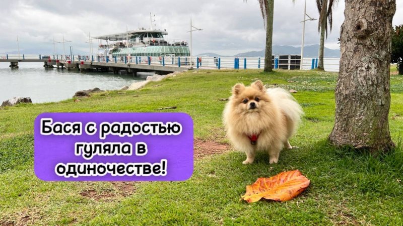Бася с радостью гуляла в одиночестве!