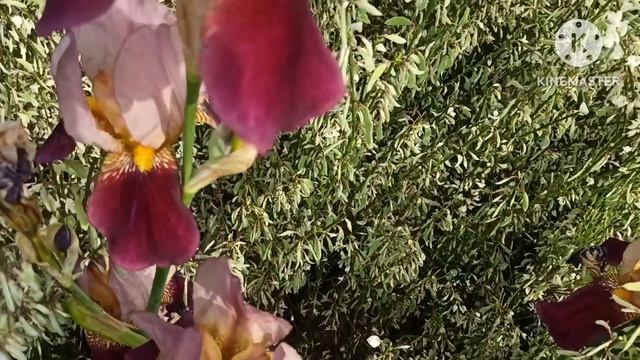 Марина Иванова.Просит подарок за рекламу от артиста из Италии, просит Аишу подарить сумку