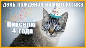Подарки котику на день рождения. Пикселю 4 года.