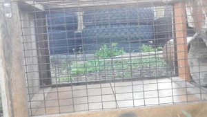 Притравка ягдтерьера по байбаку в искусственной норе