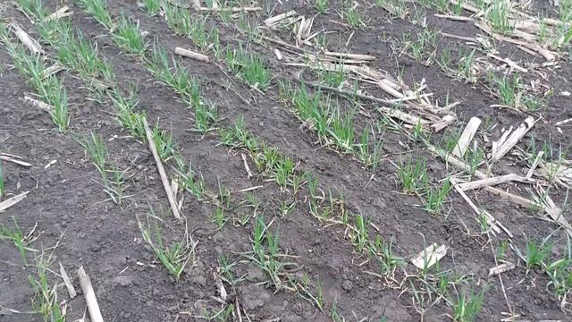 Озима пшениця 2022.Стан на 8.04.22р. смотреть онлайн