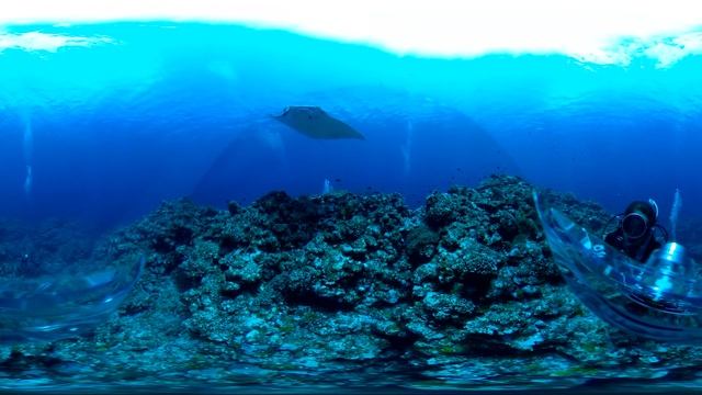 RICOH THETA V Sample video - Manta смотреть онлайн