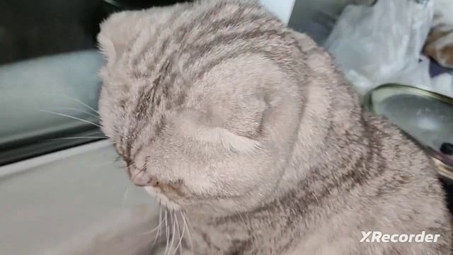 ПП ДЕСЕРТ ИЗ ТРЁХ ИНГРЕДИЕНТОВ 😋 смотреть онлайн