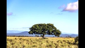 Что тебе расказать про Занзибар