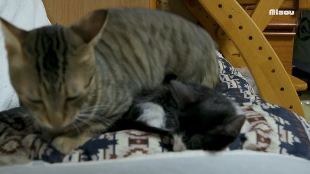 猫部屋で一緒に寝る猫がちがう子猫達【瀬戸のおにぎり＆えま日記】