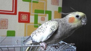 Птица нежная как кошка