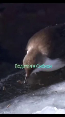 Аляпка сибирская птичка #аляпка #мороз #нырять #закаляться #природа #птицы #красота