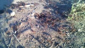 Polyergus rufescens (муравей-амазонка, муравей-рабовладелец)