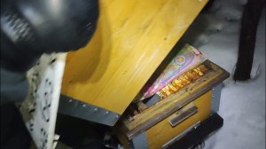 Как зимуют однорамочные отводки (на воле)