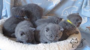 купить британского котёнка в питомнике.