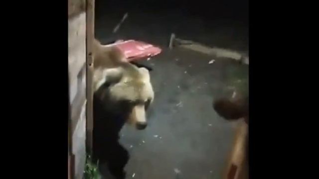 Смешная подборка видео! Только топ контент со всего интернета специально для вас! смотреть онлайн