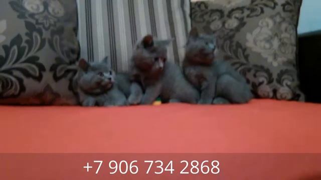 Прикольные британские котята смотреть онлайн