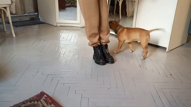 Минибультерьер Дан. Дрессировка.
