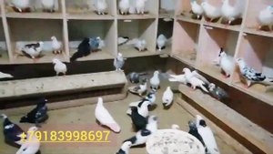 Голуби Виктора. Бойные Высоколётные Голуби. город Армавир. Victor's pigeons