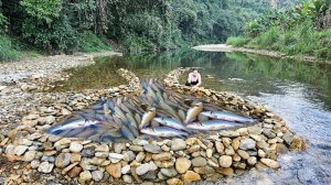 Сложила камни вместе, чтобы создать уникальную рыболовную ловушку. Поймала много крупной рыбы