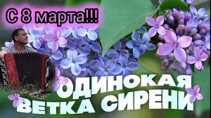 Одинокая ветка сирени! Поздравляю женщин с 8 марта❤️