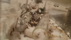 Эпичная битва муравьев (pheidole yeensis vs camponotus vagus)