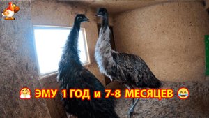 Эму 1 год и 7-8 месяцев ❣️ Когда ждать первое яйцо у страусов Эму ⁉️😮😂