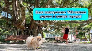 Бася повстречала 150-летнее дерево в центре города!