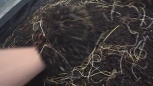 Сколько заселять червя.  Какая плотность дендробены в стеллаже.