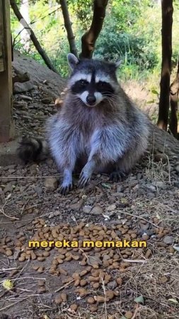 Rakun : Hewan Lucu menggemaskan #shortsvideo #animals #hewanunik