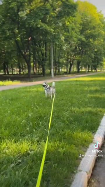#husky #хаскі  #хаскиголубыеглазки #хаски #оливия #сибирскийхаски #маламут #аляскинскиймаламут