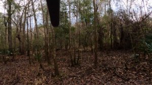 Browning Maxus 2 deer hunt