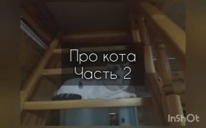 Про кота. часть 2