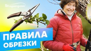 Как избежать ошибок при обрезке смородины / Ученицы Strogoorganic