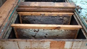 #Пчёлы. Может семья перезимовать без матки? Меняем маток в ноябре. Ликвидируем слабые семьи.