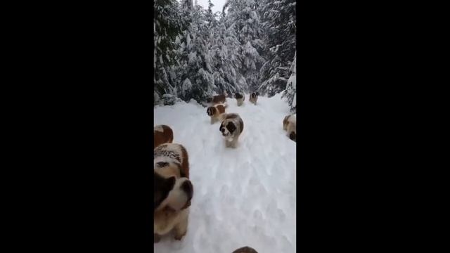 ГОРОСКОП ДЛЯ - ДЕВЫ - НА 2022 ГОД - АСТРОЛОГИЯ - ВСЕ САМОЕ ИНТЕРЕСНОЕ смотреть онлайн