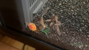 Корм для аквариумных сомиков tetra cory shrimp wafers