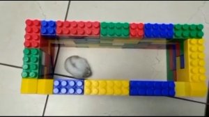 Испытания для хомяка