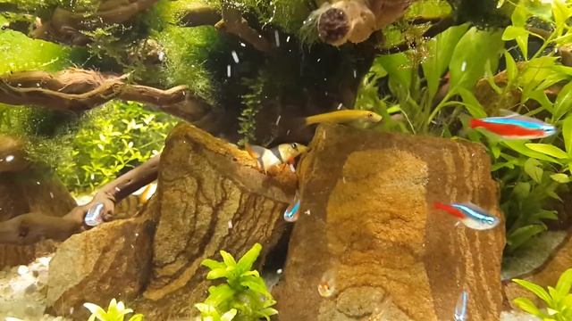 (Aquarium 270 liters) Аквариум 270 литров смотреть онлайн